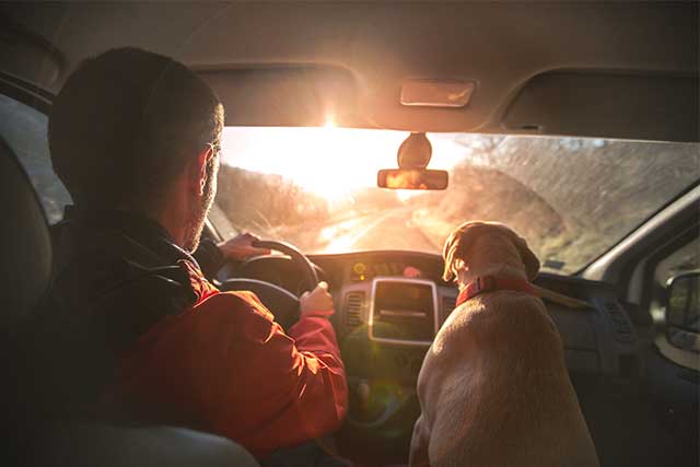 Auto standard coverage guy driving with dog